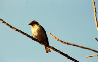 Thumbnail Placeholder