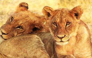 Thumbnail Placeholder